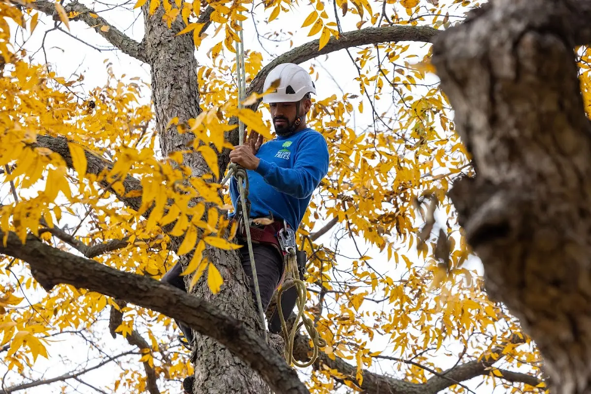 Skilled Tree Transplanting crew working in Osceola