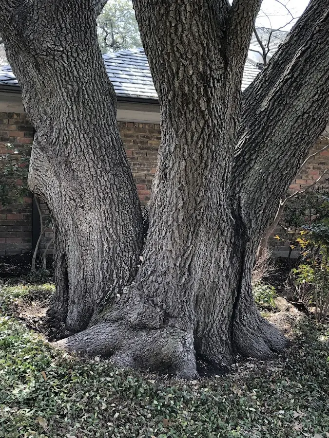 Mature heritage tree close to a Osceola property cared for by certified arborists